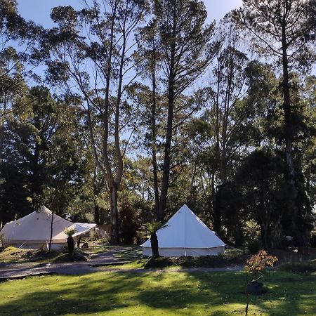 Glamping At Zeehan Bush Camp Kültér fotó